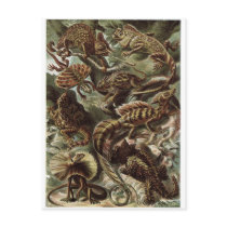 Ernst Haeckel Kunst Postkarte: Lacertilia postkarten