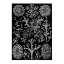 Ernst Haeckel Art Postcard: Lichenes