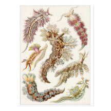 Ernst Haeckel Art Postcard: Nudibranchia