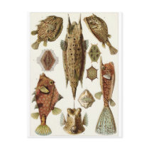 Ernst Haeckel Art Postcard: Ostraciontes