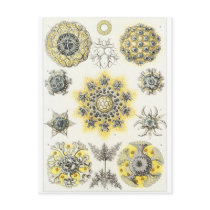 Ernst Haeckel Art Postcard: Polycyttaria