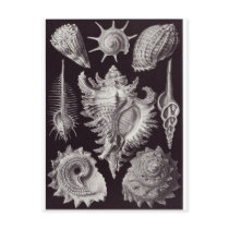 Ernst Haeckel Art Postcard: Prosobranchia