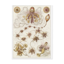 Ernst Haeckel Art Postcard: Siphonophorae