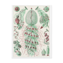 Ernst Haeckel Art Postcard: Siphonophorae