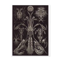 Ernst Haeckel Art Postcard: Thoracostraca
