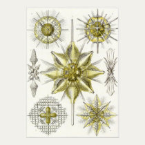 Ernst Haeckel Art Print: Acanthometra posters