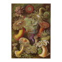 Ernst Haeckel Art Print: Actiniae