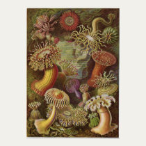 Ernst Haeckel Art Print: Actiniae posters