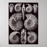 Ernst Haeckel Art Print: Ammonitida