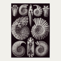 Ernst Haeckel Art Print: Ammonitida posters