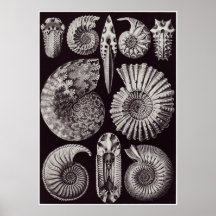 Ernst Haeckel Art Print: Ammonitida