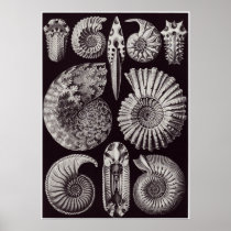 Ernst Haeckel Art Print: Ammonitida