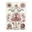 Ernst Haeckel Art Print: Anthomedusae