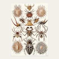 Ernst Haeckel Art Print: Arachnida posters