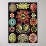 Ernst Haeckel Art Print: Ascidiae