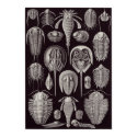 Ernst Haeckel Art Print: Aspidonia