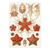 Ernst Haeckel Art Print: Asteridea by Ferntastic Ernst Haeckel Art Print: Asteridea