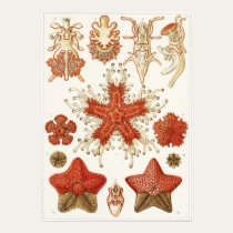 Ernst Haeckel Art Print: Asteridea posters