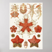 Ernst Haeckel Art Print: Asteridea