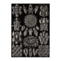 Ernst Haeckel Art Print: Bryozoa