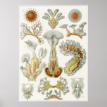 Ernst Haeckel Art Print: Bryozoa