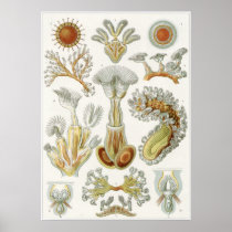 Ernst Haeckel Art Print: Bryozoa