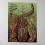 Ernst Haeckel Art Print: Chaetopoda
