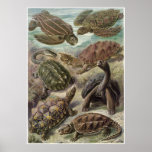 Ernst Haeckel Art Print: Chelonia
