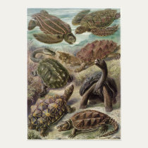 Ernst Haeckel Art Print: Chelonia posters