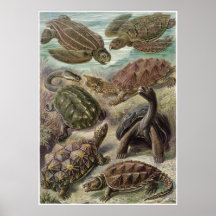 Ernst Haeckel Art Print: Chelonia