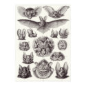 Ernst Haeckel Art Print: Chiroptera