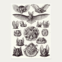 Ernst Haeckel Art Print: Chiroptera posters