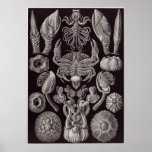 Ernst Haeckel Art Print: Cirripedia