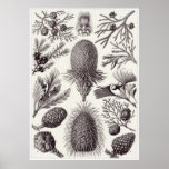 Ernst Haeckel Art Print: Coniferae