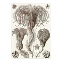 Ernst Haeckel Art Print: Crinoidea by Ferntastic Ernst Haeckel Art Print: Crinoidea