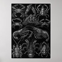 Ernst Haeckel Art Print: Decapoda