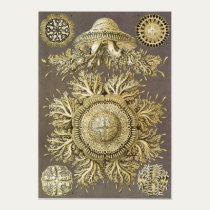 Ernst Haeckel Art Print: Discomedusae posters