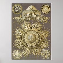 Ernst Haeckel Art Print: Discomedusae