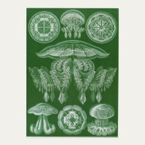 Ernst Haeckel Art Print: Discomedusae posters