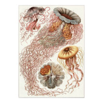 Ernst Haeckel Art Print: Discomedusae
