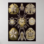 Ernst Haeckel Art Print: Echinidea