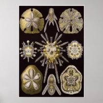 Ernst Haeckel Art Print: Echinidea