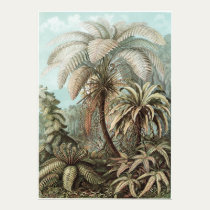 Ernst Haeckel Art Print: Filicinae posters