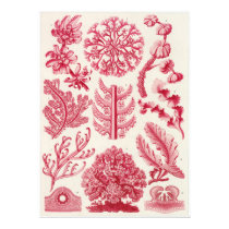 Ernst Haeckel Art Print: Florideae by Ferntastic Ernst Haeckel Art Print: Florideae