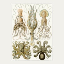 Ernst Haeckel Art Print: Gamochonia posters
