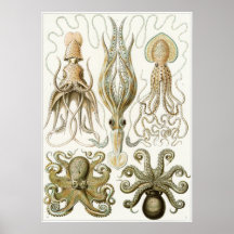 Ernst Haeckel Art Print: Gamochonia