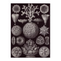 Ernst Haeckel Art Print: Hexacoralla