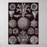 Ernst Haeckel Art Print: Hexacoralla