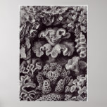 Ernst Haeckel Art Print: Hexacoralla