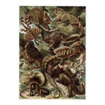 Ernst Haeckel Art Print: Lacertilia